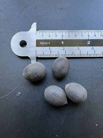 Wei&szlig;e Indische Lotusblume (Nelumbo nucifera &#039;alba&#039;)