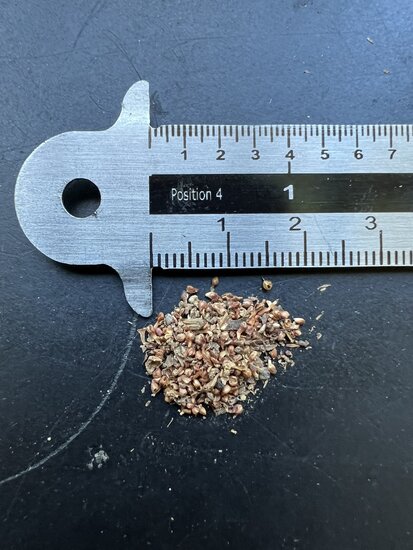 W&uuml;rgerfeige (Ficus benghalensis)