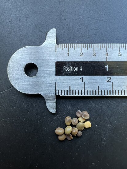 Chinesischer S&uuml;&szlig;holz (Glycyrrhiza uralensis)