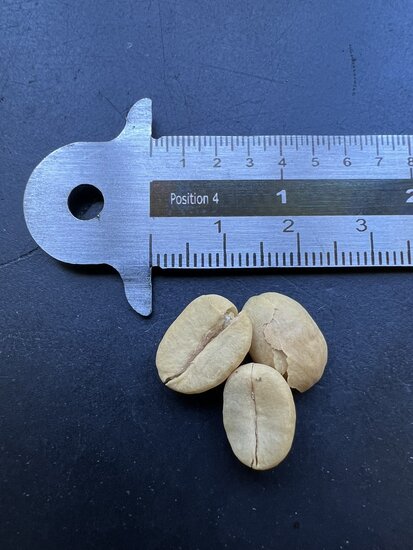 Arabica-Kaffee (Coffea arabica)