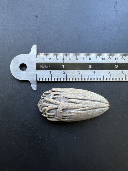 Blaue Latanpalme (Latania loddigesii)