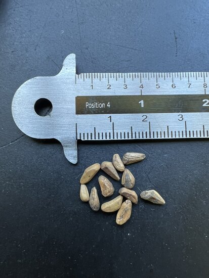 Granatapfel (Punica granatum)