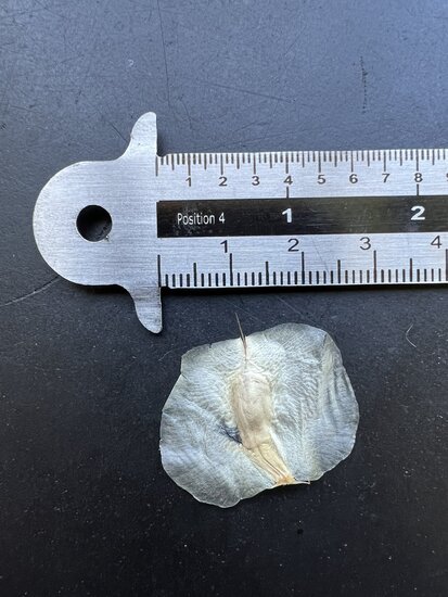 Welwitschia (Welwitschia mirabilis)