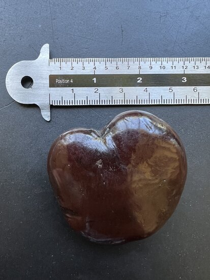 Meeresherz (Entada gigas)