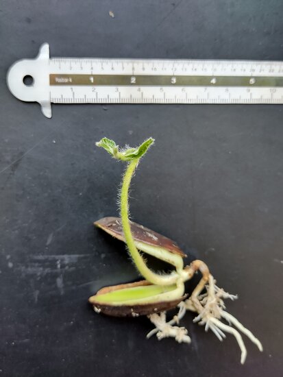 Abiu (Pouteria caimito)