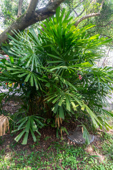 Hainan-F&auml;cherpalme (Lanonia hainanensis)