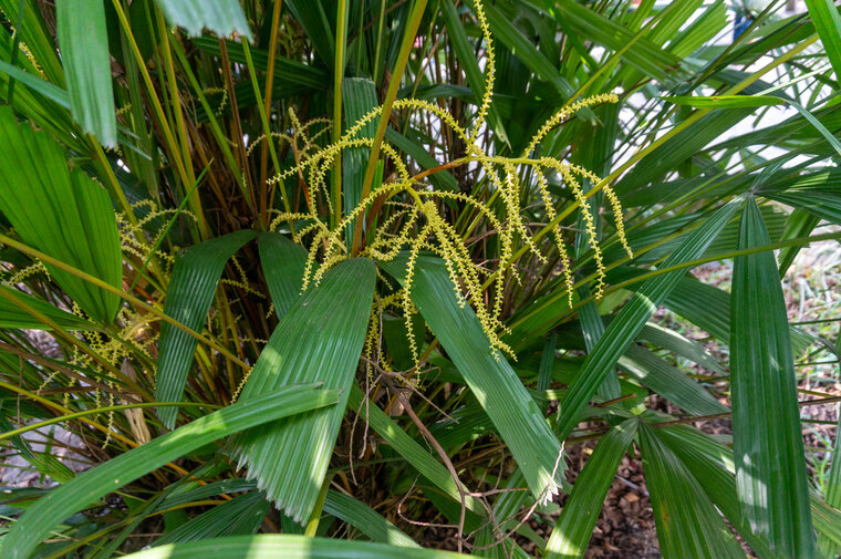 Hainan-F&auml;cherpalme (Lanonia hainanensis)