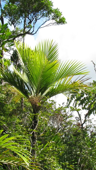 Cyphosperma (Cyphosperma balansae)