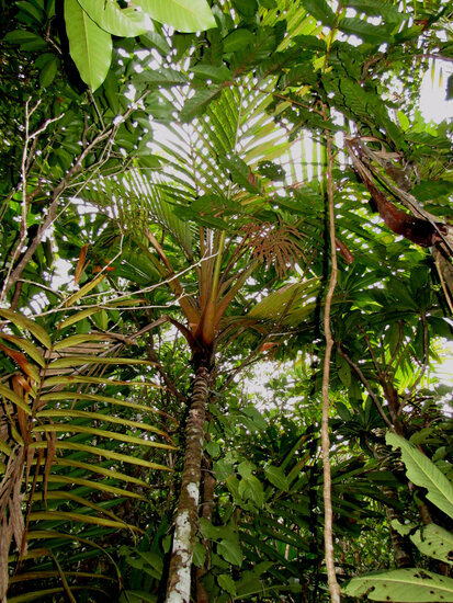 Cyphosperma (Cyphosperma balansae)