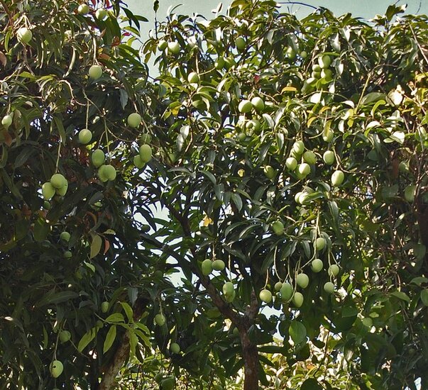 Kopyor-Mango (Mangifera laurina)