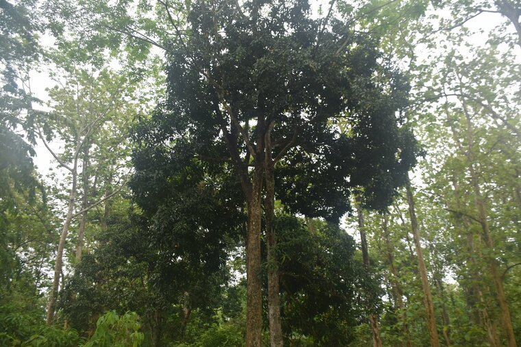 Kopyor-Mango (Mangifera laurina)