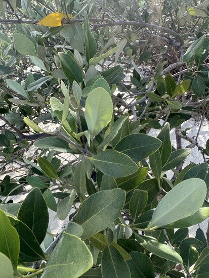 Schwarze Mangrove (Avicennia germinans)