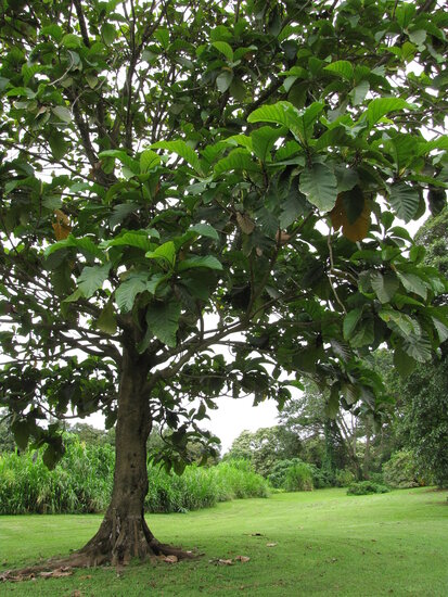 Pedalai (Artocarpus sericicarpus)