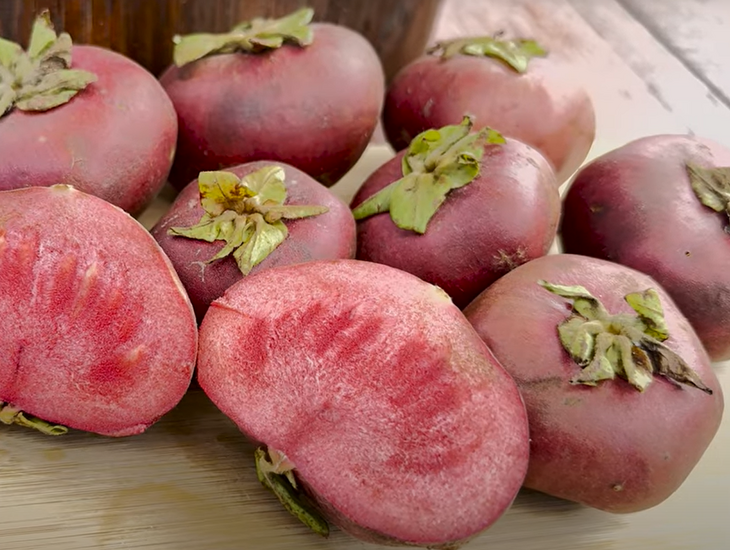 Rote Sapote (Timonius minahassae)