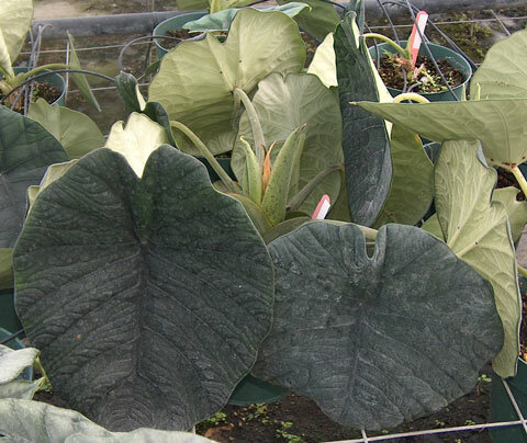 Alocasia (Alocasia chaii)