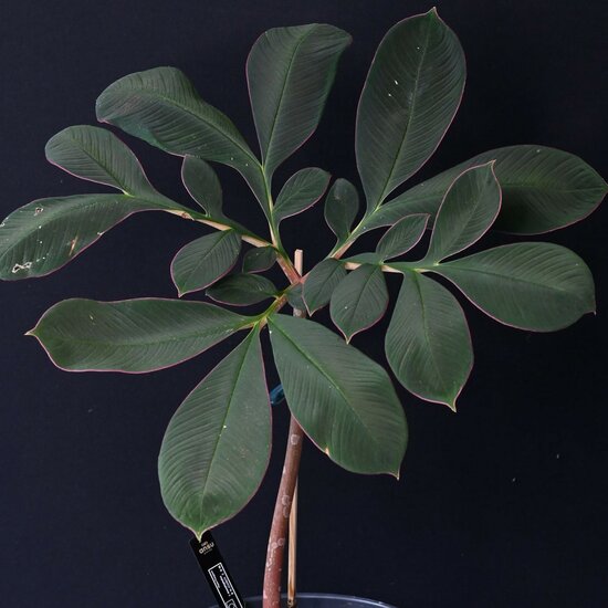 Aronstab (Amorphophallus atroviridis)