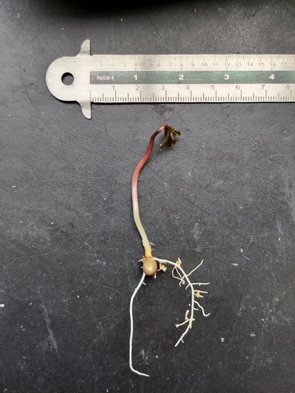 Aronstab (Amorphophallus atroviridis)