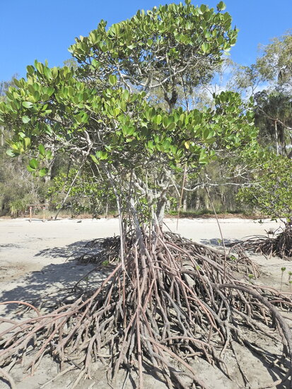 Gefleckte Mangrove (Rhizophora stylosa)