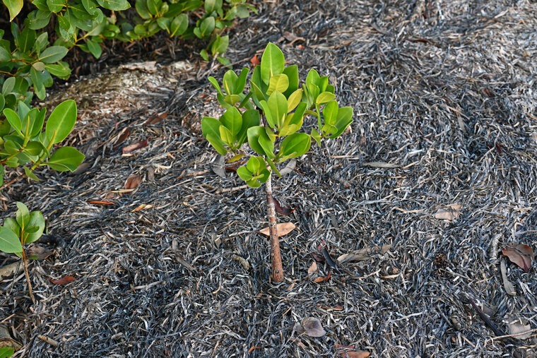 Gefleckte Mangrove (Rhizophora stylosa)