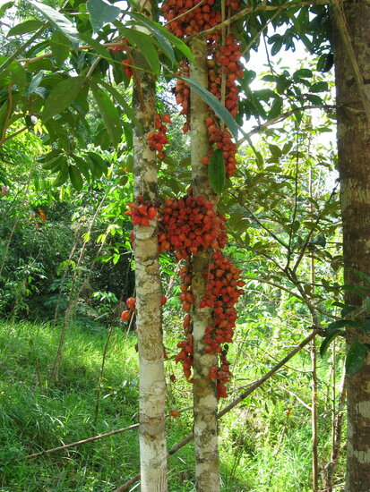 Belimbing hutan (Baccaurea angulata)