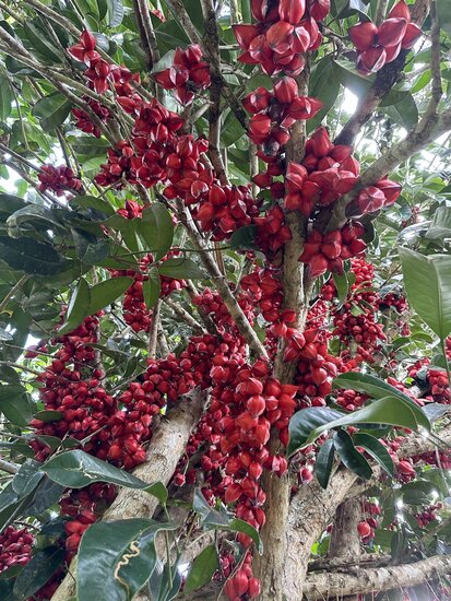 Belimbing hutan (Baccaurea angulata)