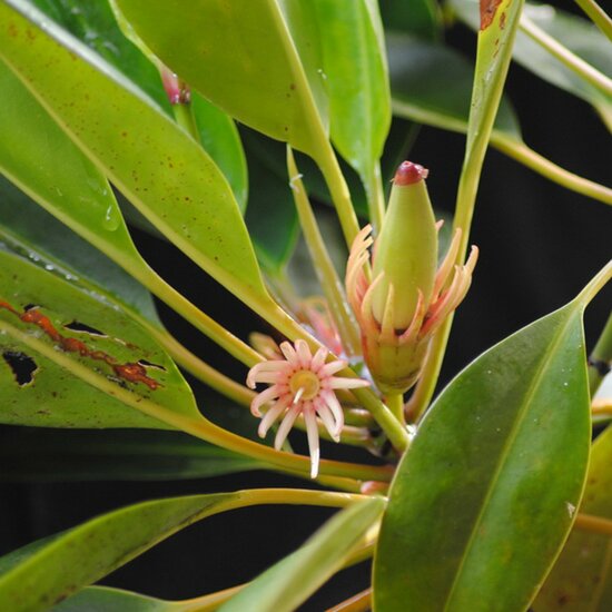 Orange Flussmangrove (Bruguiera sexangula)