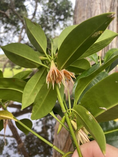 Orange Flussmangrove (Bruguiera sexangula)