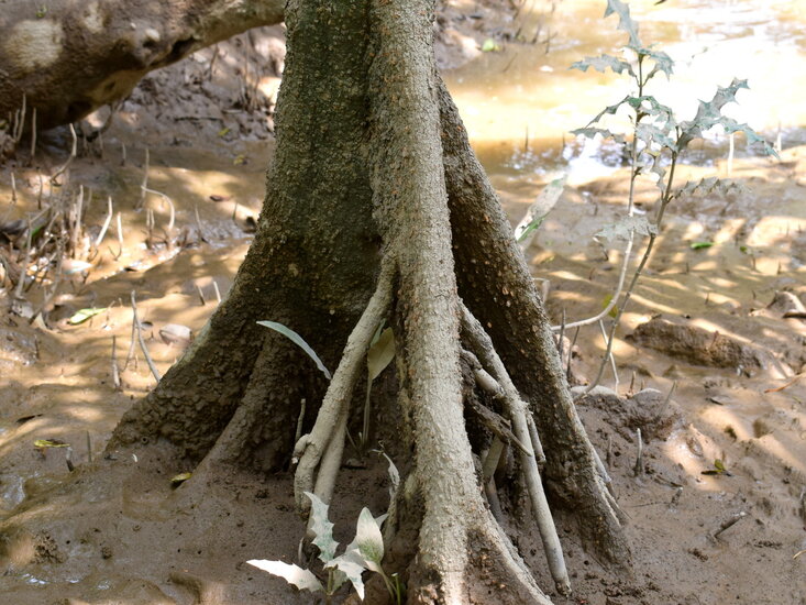 Orange Flussmangrove (Bruguiera sexangula)