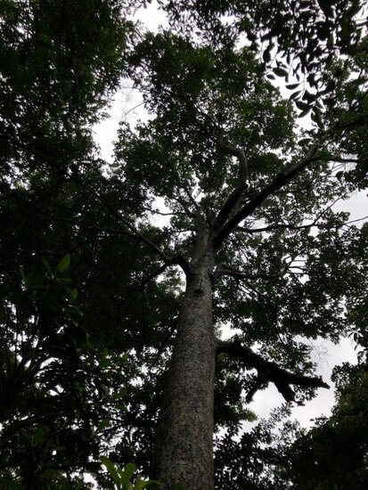 Utu (Parartocarpus venenosa)