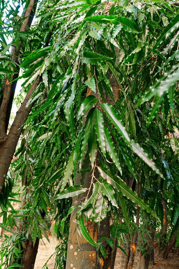 Indischer Mastbaum (Monoon longifolia)