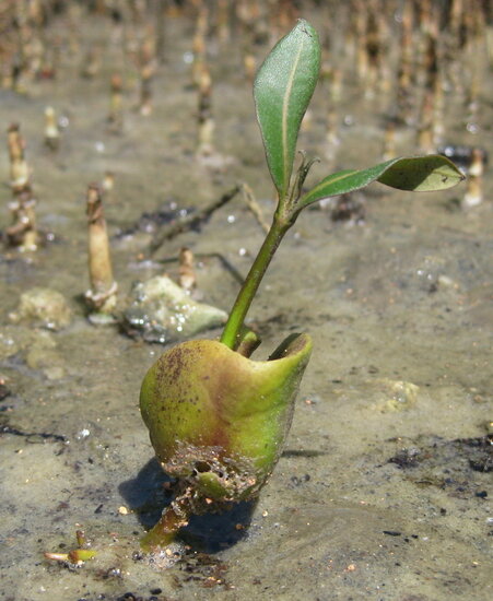 Graue Mangrove (Avicennia marina)