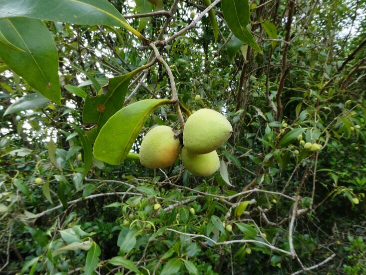 Graue Mangrove (Avicennia marina)