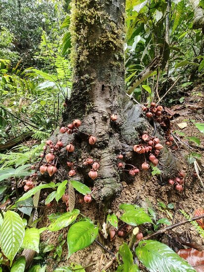 Mempisang (Goniothalamus ridleyi)