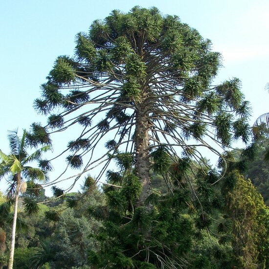 Bunya-Kiefer (Araucaria bidwillii)