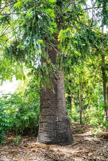 Bunya-Kiefer (Araucaria bidwillii)