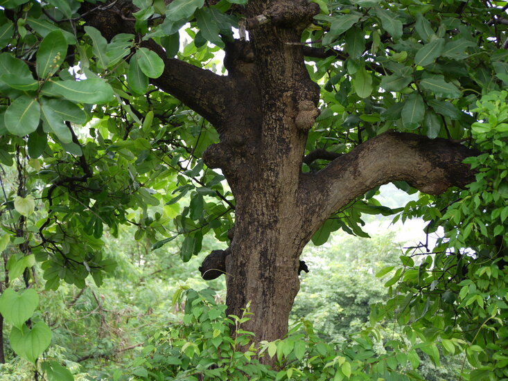 Markierungsnuss (Semecarpus anacardium)