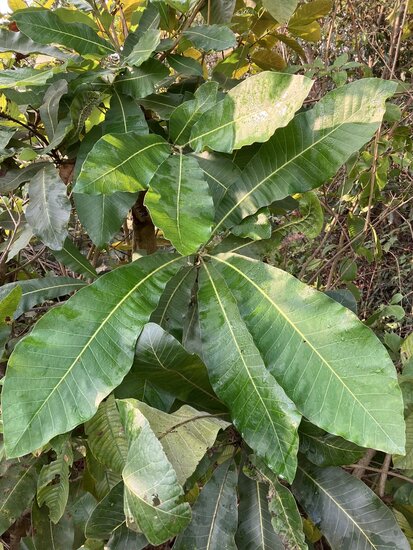 Markierungsnuss (Semecarpus anacardium)