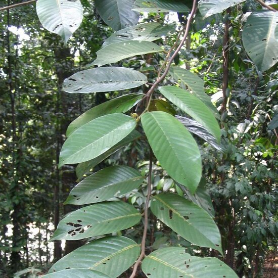 Hellrotes Meranti (Rubroshorea leprosula)