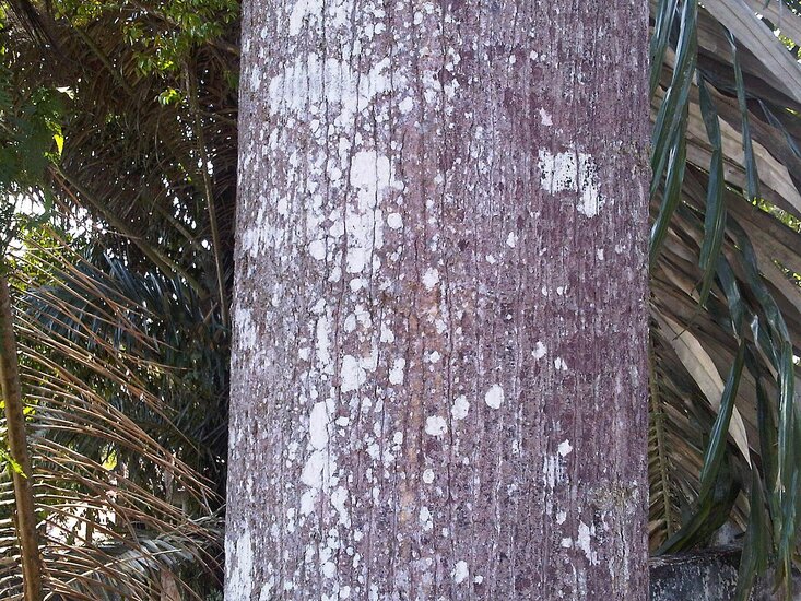 Hellrotes Meranti (Rubroshorea leprosula)