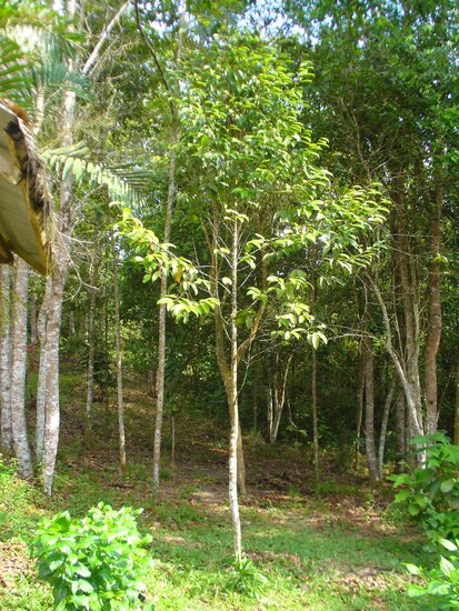 Hellrotes Meranti (Rubroshorea leprosula)