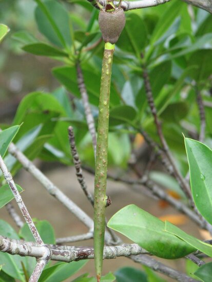 Asiatische Mangrove (Rhizophora mucronata)