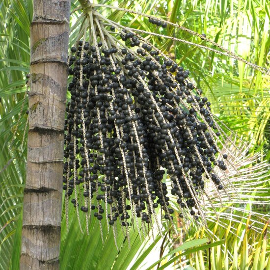 A&ccedil;a&iacute;-Palme (Euterpe oleracea)