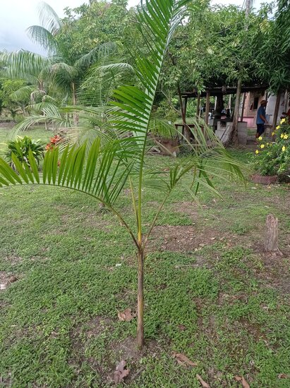 A&ccedil;a&iacute;-Palme (Euterpe oleracea)