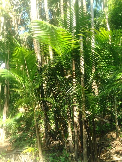 A&ccedil;a&iacute;-Palme (Euterpe oleracea)
