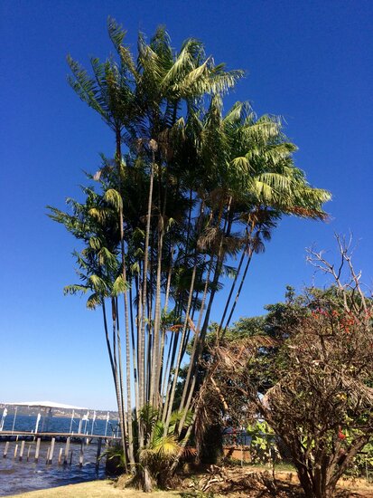 A&ccedil;a&iacute;-Palme (Euterpe oleracea)