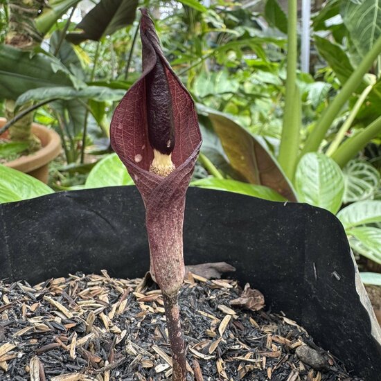 Aronstab (Amorphophallus manta)
