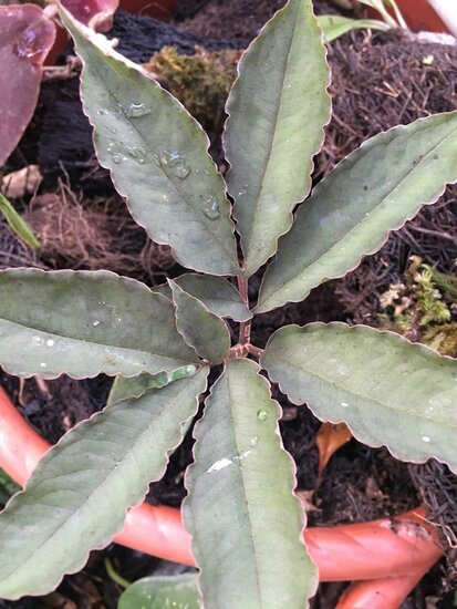 Aronstab (Amorphophallus manta)