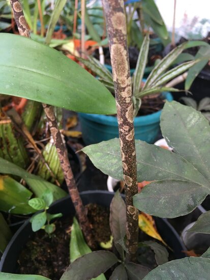 Aronstab (Amorphophallus manta)