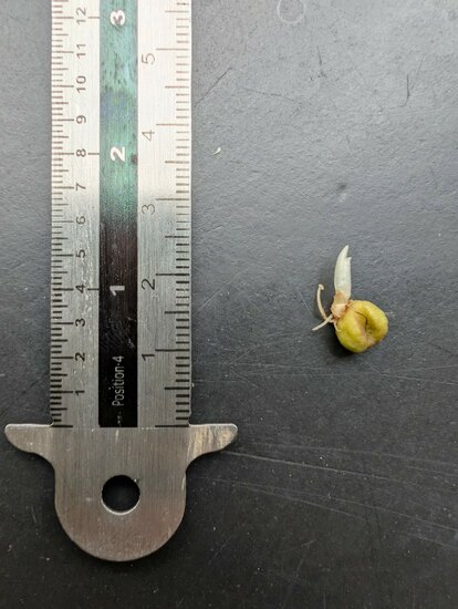 Aronstab (Amorphophallus manta)