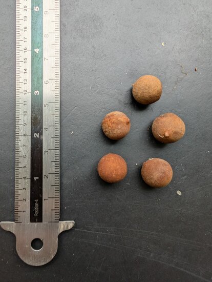 A&ccedil;a&iacute;-Palme (Euterpe oleracea)